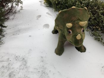 Toppa in the snow Dinosaur in snow